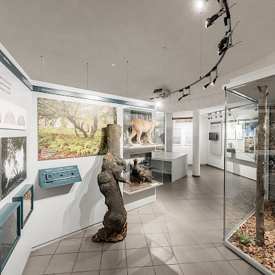 Blick in die Ausstellung mit verschiedenen Schautafeln, einem Wildschwein und einem Baumstumpf